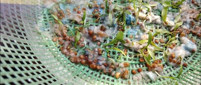 Vienkāršs veids, kā hidroponiski audzēt koriandru uz palodzes