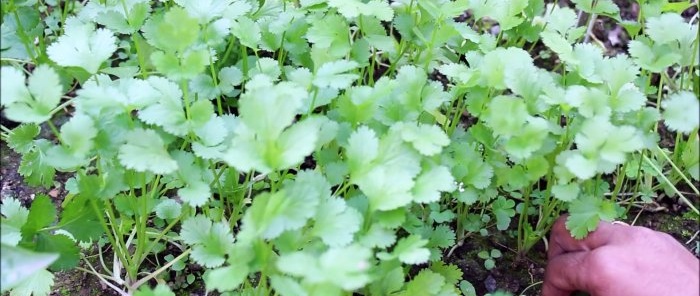 Una manera fácil de cultivar cilantro hidropónicamente en el alféizar de tu ventana