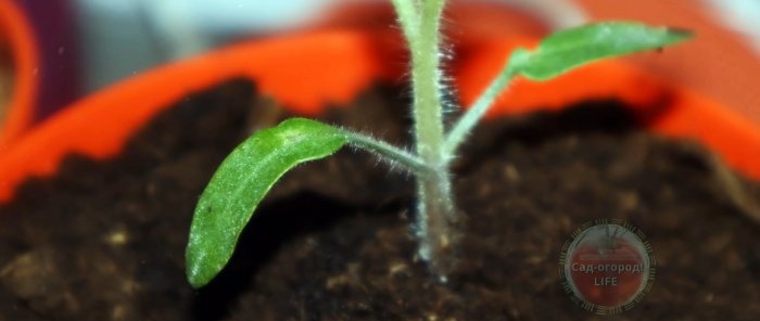 Come ottenere un fertilizzante da un pizzico di cui gli steli delle tue piante saranno forti e sani
