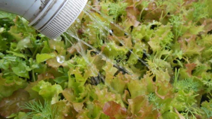 Lapu salātu audzēšana mājās Pilns ziņojums no sēklu izvēles līdz rezultātiem
