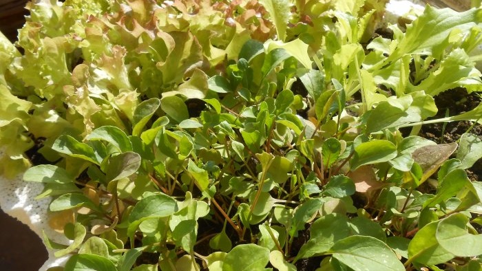 Lapinių salotų auginimas namuose Pilna ataskaita nuo sėklų parinkimo iki rezultatų
