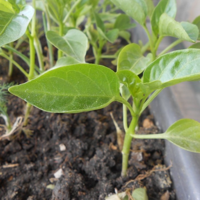 Life hack untuk tukang kebun Merangsang pembentukan akar anak benih menggunakan asid suksinik