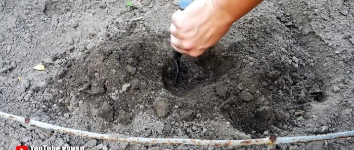 Un sistema de riego de raíces hecho con una botella de PET ayudará a las plantas y le permitirá ahorrar agua.