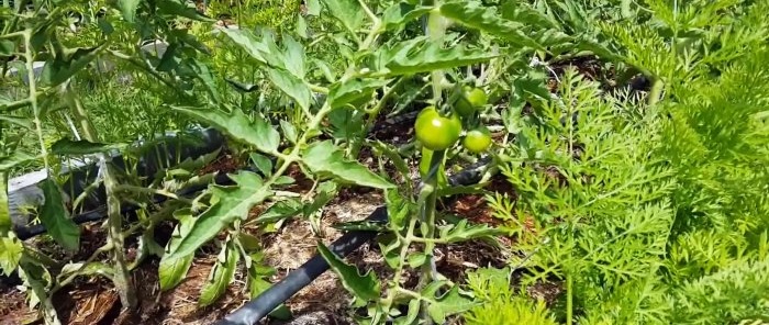 Cultivo de tomates según el método IM Maslov