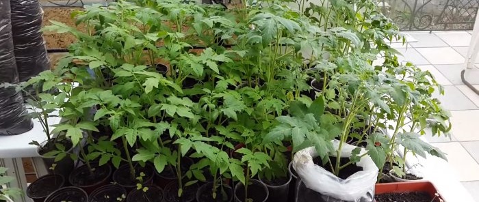 Cultivo de tomates usando o método IM Maslov