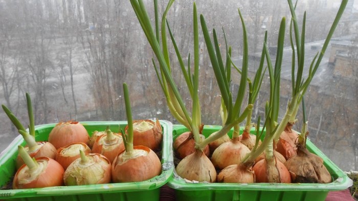 Sadzenie cebuli i czosnku razem w celu wciskania ich na warzywa