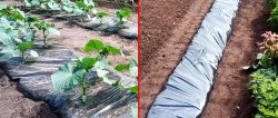 Astuce pour les jardiniers : Plantez les concombres sous film et oubliez l'arrosage pendant toute la saison