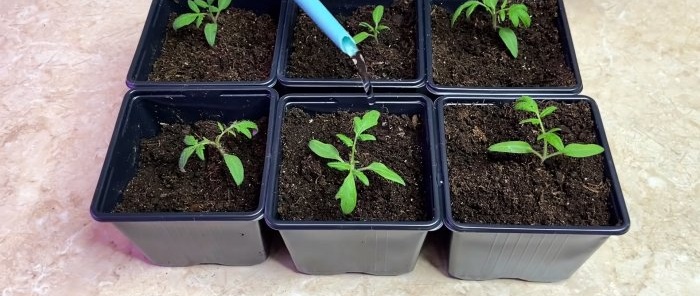 Как да накараме корените на доматения разсад да растат след бране