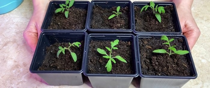 Wie man die Wurzeln von Tomatensämlingen nach dem Pflücken wachsen lässt