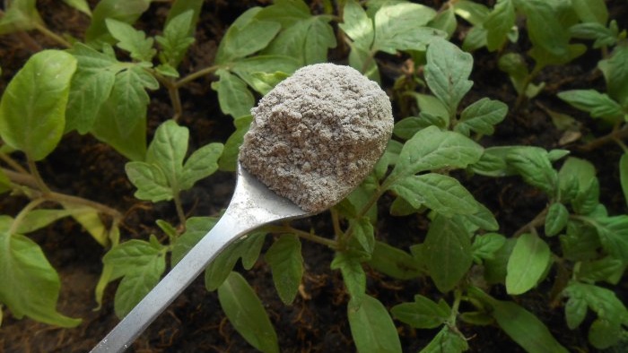 How to eliminate phosphorus starvation of tomato seedlings