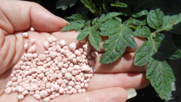 Sådan fjerner du fosforsult i tomatfrøplanter