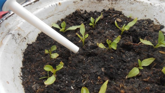 Fertilizante económico eficaz para plántulas a base de cáscaras de cebolla.