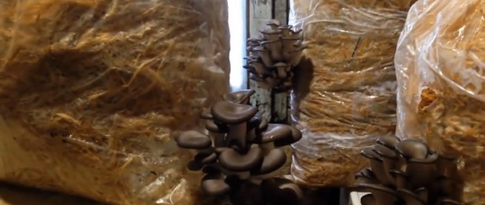 Como cultivar cogumelos ostra em casa sem comprar micélio