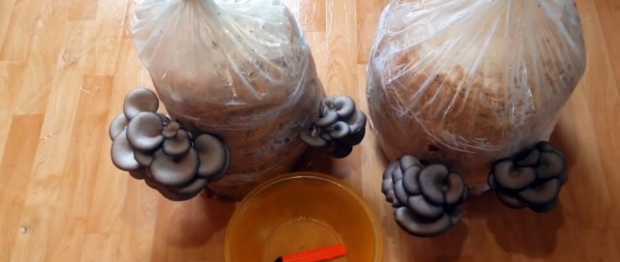 איך לגדל פטריות צדפות בבית מבלי לקנות תפטיר