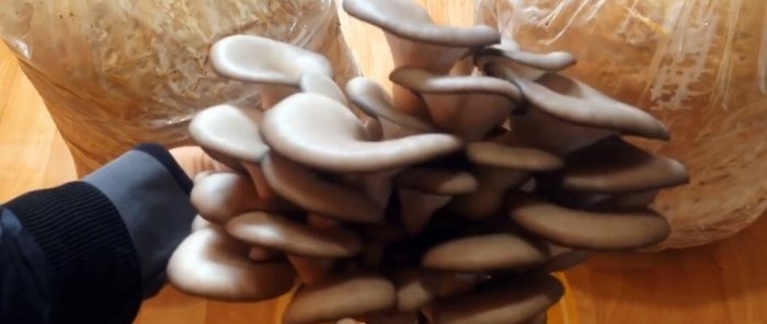 Hoe je thuis oesterzwammen kunt kweken zonder mycelium te kopen