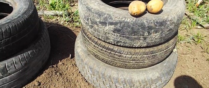 Come coltivare le patate nei pneumatici e quanto è efficace