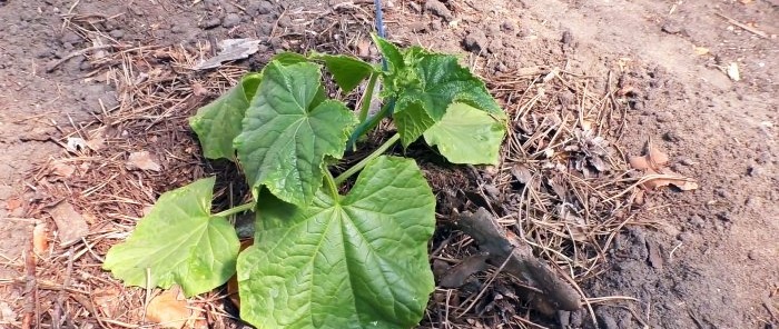 3 opciones para plantar pepinos en invernadero para aumentar la productividad durante toda la temporada
