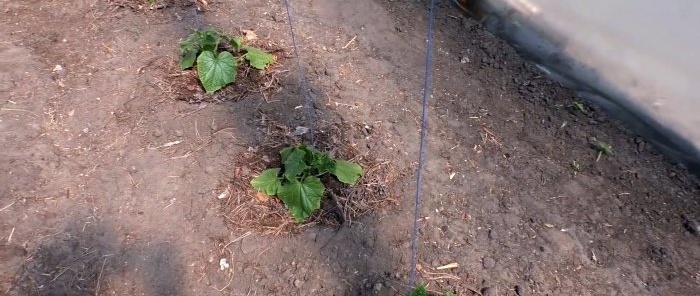 3 variantai, kaip sodinti agurkus šiltnamyje, siekiant produktyvumo per visą sezoną