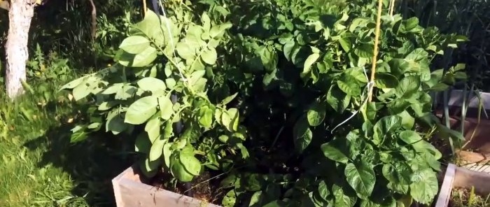 Hur man planterar potatis i lådor och samlar en hink från en buske