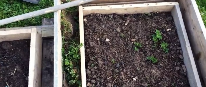 Como plantar batatas em caixas e coletar um balde de um arbusto