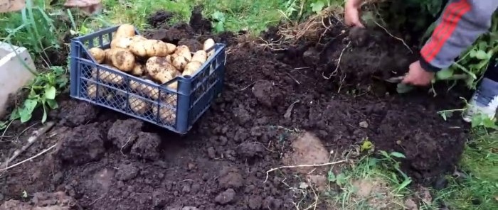 Sådan planter du kartofler i kasser og samler en spand fra en busk