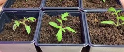Como fazer crescer as raízes das mudas de tomate após a colheita