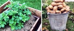 Hur man planterar potatis i lådor och samlar en hink från en buske