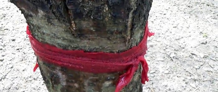 Um método barato e seguro para controlar formigas e pulgões nas árvores