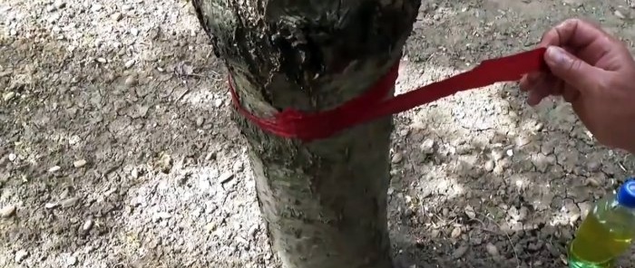 A cheap and safe method of controlling ants and aphids on trees