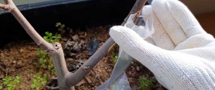 En nysgjerrig måte å rote frøplanter fra grener i vann