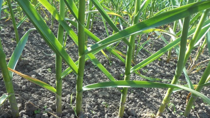 Fertilizar el ajo en mayo para una gran cosecha Fermentar para mejorar la situación microbiológica del suelo