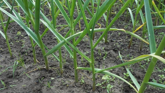 Knoflook bemesten in mei voor een grote oogst Fermenteren om de microbiologische situatie in de bodem te verbeteren