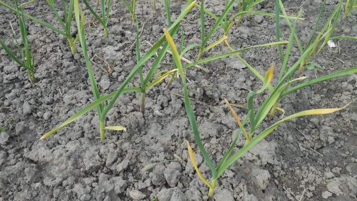 Hnojenie cesnaku v máji pre veľkú úrodu Kvasenie na zlepšenie mikrobiologickej situácie v pôde