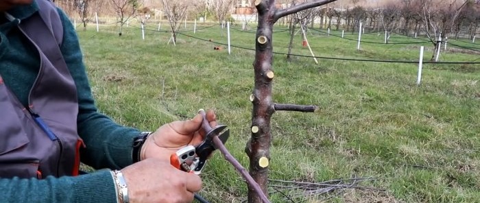Szczepienie drzew za pomocą śrubokręta