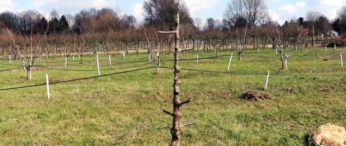 Grafting trees with a screwdriver