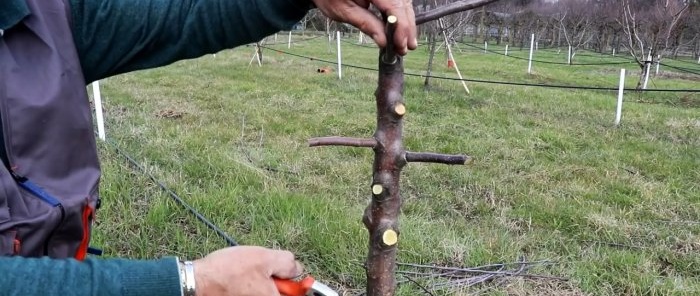 Szczepienie drzew za pomocą śrubokręta