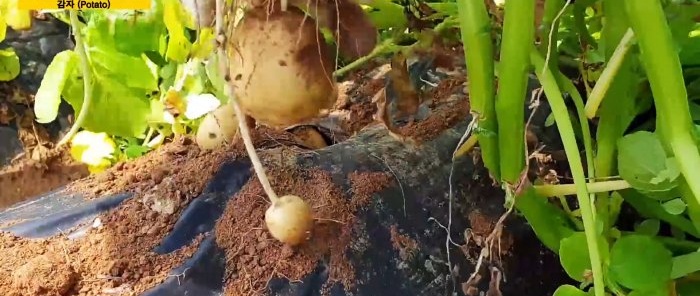 Nový spôsob pestovania zemiakov bez odstraňovania buriny a kopcovitosti