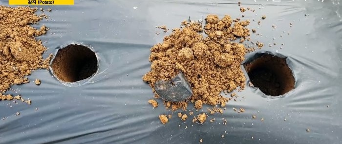 Yabani otları ayıklamadan ve toprağı kazmadan patates yetiştirmenin yeni bir yolu