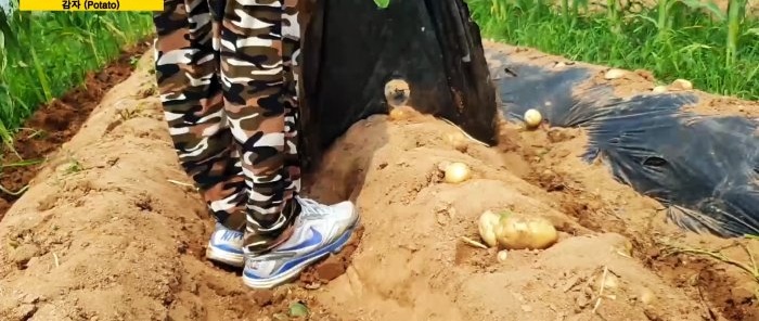 Cara baru untuk menanam kentang tanpa merumput dan membukit