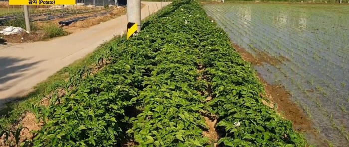 Un nou mod de a cultiva cartofi fără plivitul și dealuri