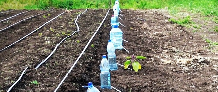 Droppbevattningssystem i 30 dagar från en plastflaska