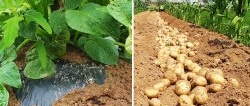 Een nieuwe manier om aardappelen te telen zonder te wieden en te harken