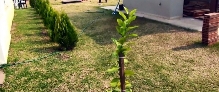 Wortelbewateringssysteem gemaakt van PVC buis waarmee de boom 3x sneller zal groeien
