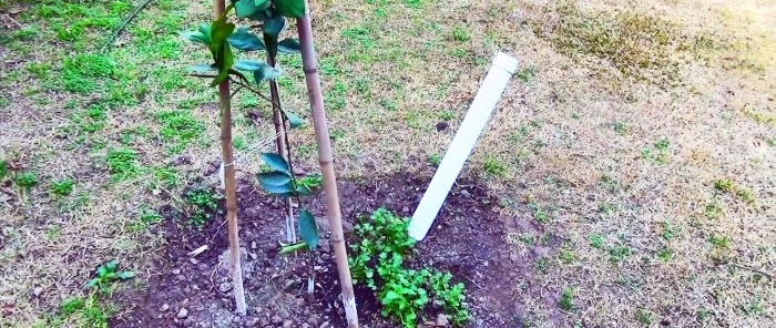 Root irrigation system na gawa sa PVC pipe kung saan ang puno ay lalago nang 3 beses na mas mabilis