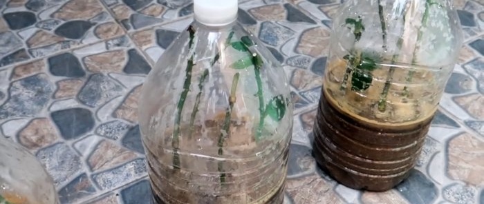 تجذير فعال للورود باستخدام زجاجة بلاستيكية
