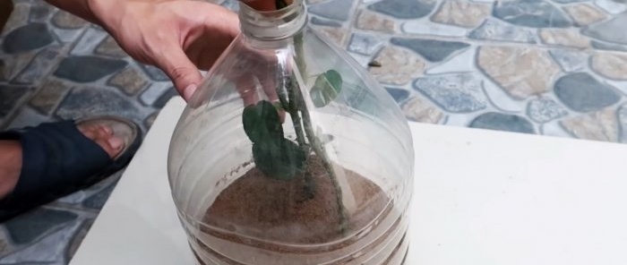 Effektiv roting av roser ved hjelp av en plastflaske