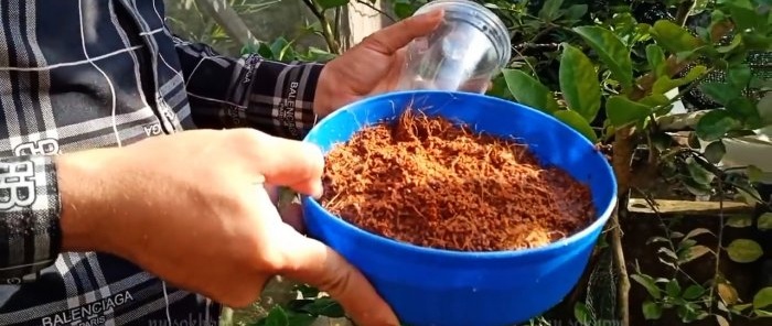 Een 100% snelle manier om zaailingen met wortels van welke boom dan ook te verkrijgen zonder te enten in de zomer