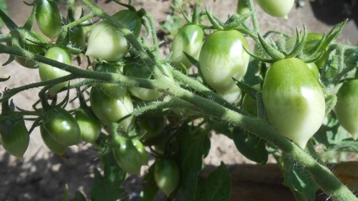 So füttern Sie Tomaten im Hochsommer für eine große Ernte