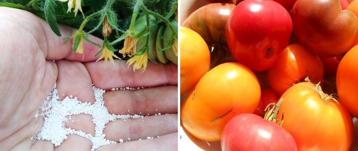 Comment nourrir les tomates au milieu de l'été pour une grosse récolte