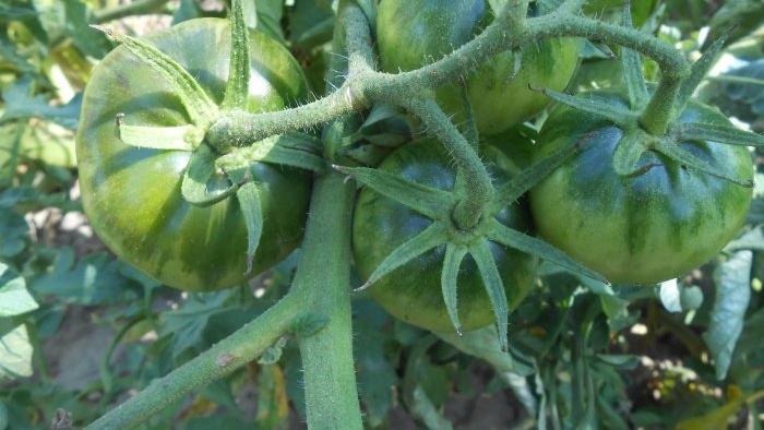 Büyük bir hasat için yaz ortasında domates nasıl beslenir?